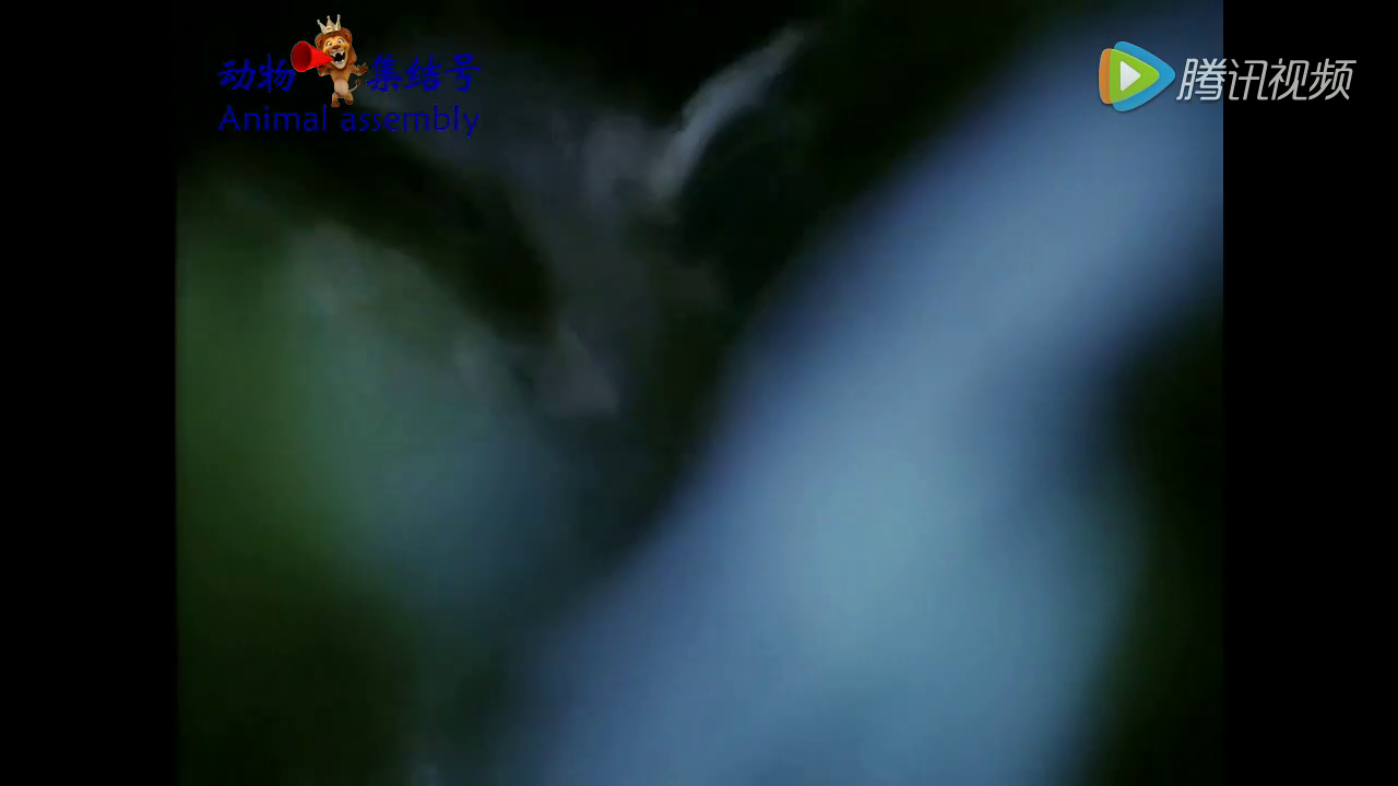 乐鱼